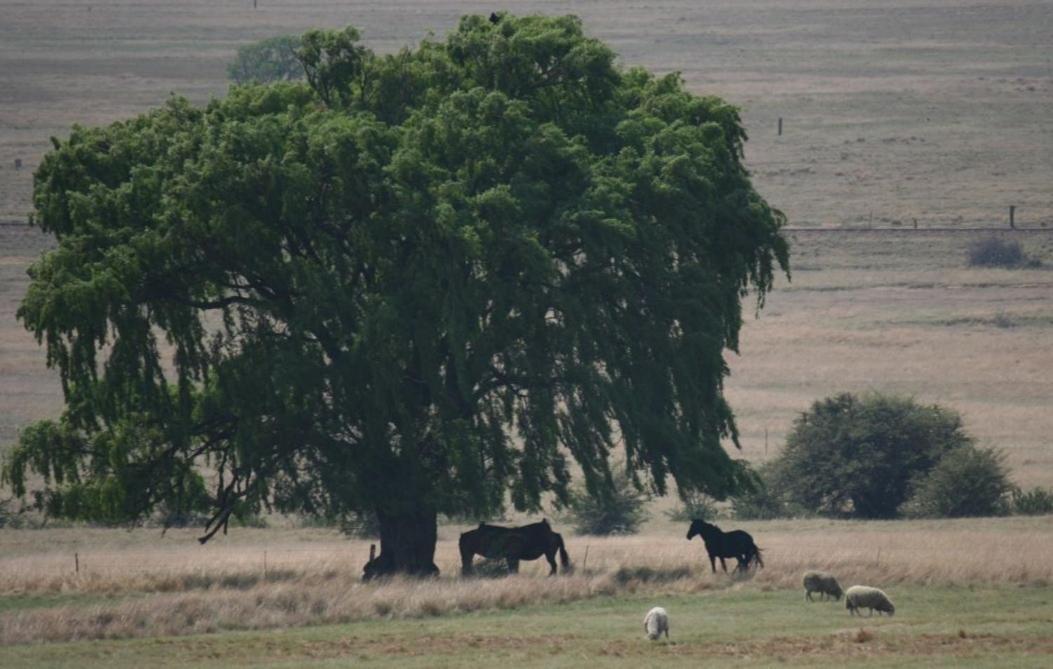 Forellenhof Guest Farm Wakkerstroom Exteriör bild