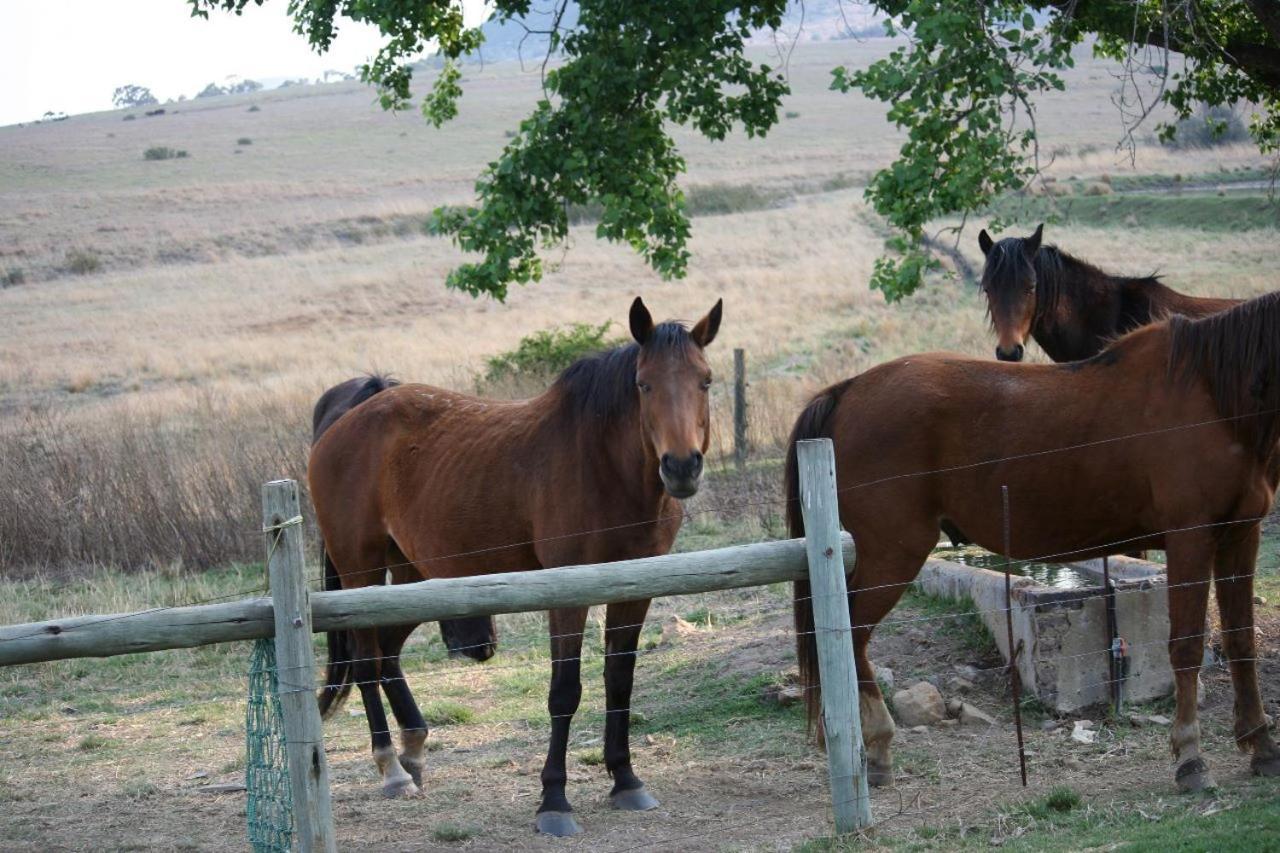 Forellenhof Guest Farm Wakkerstroom Exteriör bild