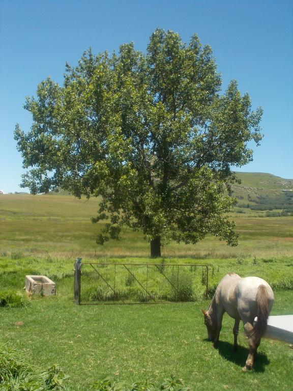 Forellenhof Guest Farm Wakkerstroom Exteriör bild
